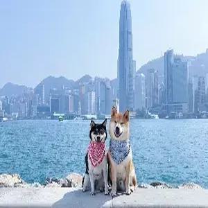 [부산출발/전세기] 홍콩 5일 #우리끼리 #시내_4성호텔#차량#기사#공항미팅/샌딩