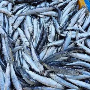 국내산 찌게 조림용 급냉 손질 생멸치 500g