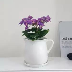 모던 도기 화분 티포트 15x16cm 화이트유광홈가드닝 식물키우기 꽃키우기 원예용 집들이선물 꾸미기 예쁜