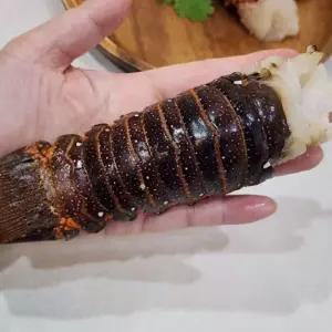 VDD 스파이니 랍스터 테일 1미꼬리 스타 바닷가재 바다가재 가재