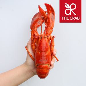 캐나다 자숙랍스타 600g 냉동 랍스터