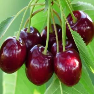 체리나무묘목 왜성체리나무 러시아8호 2번접목 빠른결실 유실수 약용수 조경수 꽃나무(TB)