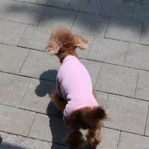 코코아허니 615D 냉감기능성 쿨데이올인원강아지산책옷 대형견의류 티셔츠 여름애견 외출용품 용품