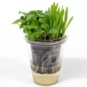 2종분리형 새싹키우기 5인세트관찰학습 식물재배 키우기 교구