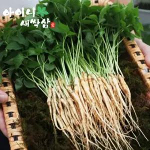 새싹삼 선물세트 중 100뿌리 (20-25cm)