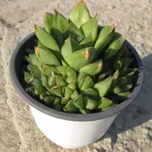 (다육) 보초 (하월시아) 15cm 다육 중품