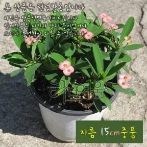 (꽃기린) 꽃기린 핑크(Pink 분홍) 지름 15cm 중품화분 다육