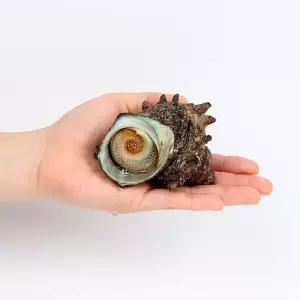 거제도 해녀채취 자연산 생물 뿔소라 1kg