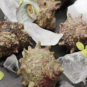 [팜쿡][씨쿡] 자연산 뿔소라2kg (10-16미 내외)