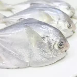 국내산 여수 횟감 생물 병어 2kg