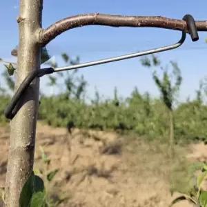 과수원 사과 세트 과일 나무 고정 클립 풀백 가지 개량형 12형 100개