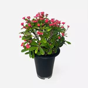 꽃기린 중형 야생화 인테리어 반려식물 꽃모종