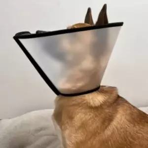 강아지 넥 카라 깔대기 특대 고깔 스카프강아지꼬깔 대형깔대기 고양이깔때기 애견깔대기 초경량 목보호대