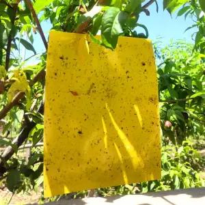 원예 사각트랩 벌레끈끈이 1봉지 50개식물 과수원 파리 포충기 초방지