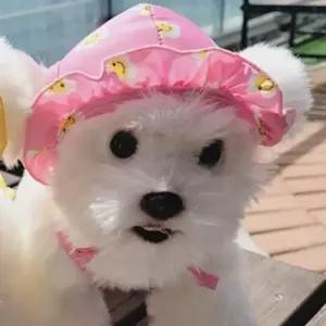 고품질 강아지 데이지 X자 수영복 모자 핑크 1P 물놀이 수모 강아지물놀이모자 강아지수영모자 WFI1TUV