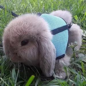 토끼 하네스 산책줄 리드줄 토끼하네스 토끼목줄 토끼리드줄 산책줄 토끼가슴줄