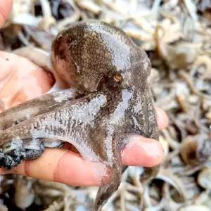 당일조업 국내산 활주꾸미 1kg