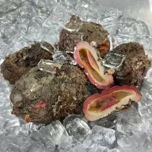 남해안 자연산 돌멍게 1kg