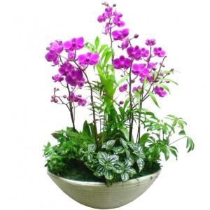 미니호접 [3e276][개업/축하/이취임/영전화분/이사선물/화분추천]