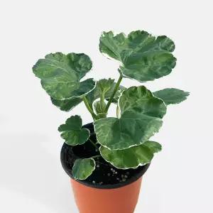 화이트링 제라늄 소형 야생화 페라고늄 벌레퇴치 식물 꽃모종