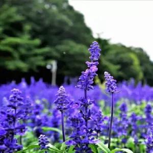 숙근사루비아 8개 한세트(블루,소형포트식재)노지월동.야생화