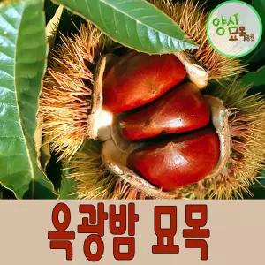 왕밤나무 묘목 옥천 옥광 밤나무 2년생 특묘