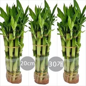 트리앤  개운죽 20cm(30개)   10cm(30개)  30cm(20개)   40cm(20개) 수경식물 공기정화식물 