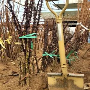 향수묘목농원 가시있는 엄나무30~50cm 내외 뿌리묘