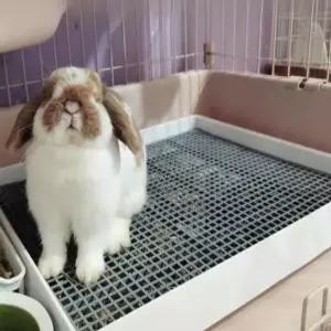 특대 기니피그 배변판 소동물 사육장 토끼화장실 반려 대형