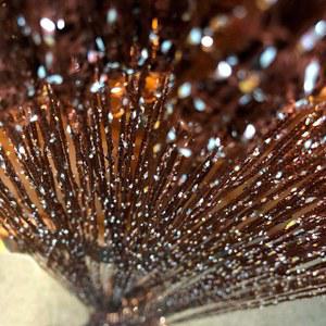 Vagasi 2 팩 비즈 커튼 39 x 79 인치 문고리용 크리스탈 방 칸막이 히피 룸 장식 거실, 침실, 옷장, 파티 (브라운 B)