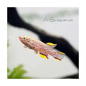 [에이투비] 가드네리 킬리피쉬 5+1 마리 / 2.5~3cm 전후 / 총 6마리