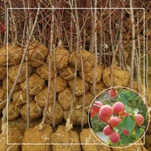 서울농원묘목/살구나무 신사대실,심포니,하코트 3년생 분묘 결실주