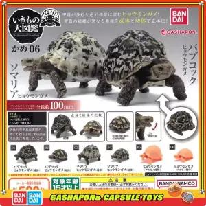반다이 생물 백과사전 액션 피규어 모델 양서류 레오파드 거북이 가샤폰 장식 수집 장식품