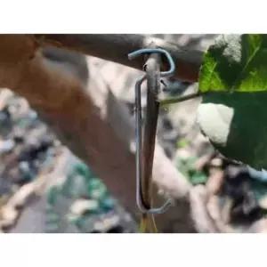 과일나무 가지 고정핀 나무 가지 고정 지지대 유인기