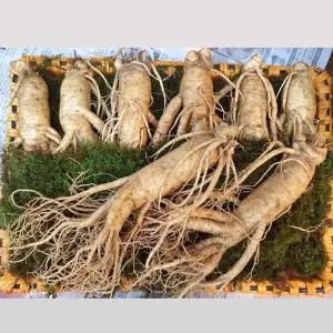 풍기인삼 수삼 인삼선물세트 왕왕대 등바구니포장 1.5kg (8-9뿌리) 6년근 정품원수삼