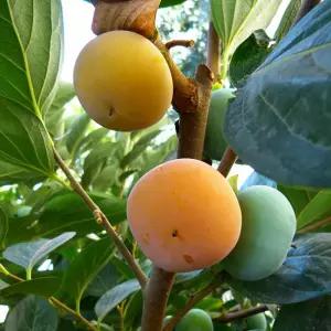 반시감나무 묘목 접목 1년생 특묘 씨없는감 정원과일나무 노지월동 가능 (목하원예조경)