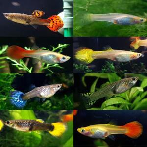 2000 암컷구피 5마리