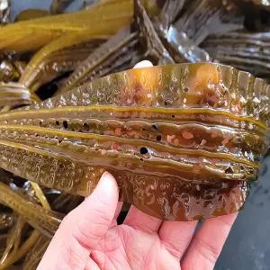 [미스터팜팜]당일작업 식감좋은 생곰피 곰피미역 2kg