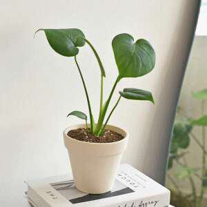 몬스테라 크림화이트 토분 식재 받침세트