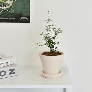 올리브나무 크림화이트 토분 식재 받침세트