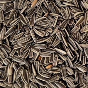 새먹이 세척 해바라기씨 400g 중소형용 새 모이 간식 앵무새모이 조류 애완조 새밥 사료