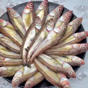 동해안 도루묵 생물 냉동 1kg