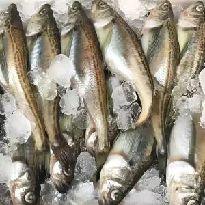 [당일조업] 자연산 동해안 급냉 제철 도루묵 햇도루묵