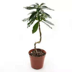 갑조네 천리향 s자 중품 외목대 공기정화식물 꽃 화분 인테리어