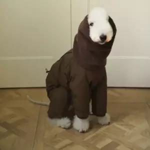 중형견용 겨울 다운 패딩 네발 올인원 다운 재킷 반려견 의류