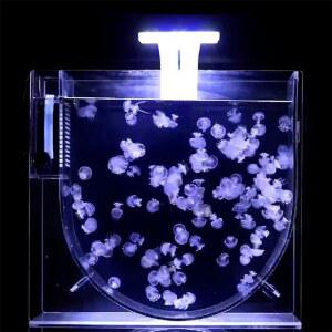 해파리어항 수조 LED 물멍 장식 수족관 가정용 조명 키우기