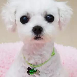 방울 달린 뼈다귀모양 소형견 목걸이 반려견목걸이 이름표