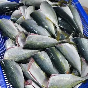 [인정식탁][주문진씨푸드] 소방어회 마르미 350g 3팩 (초장증정)