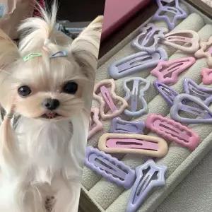 반려동물 젤리파스텔 헤어핀 세트 5종 강아지헤어핀 강아지삔 강아지머리핀 강아지빗살핀