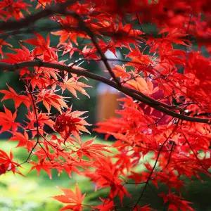 [충북농원] 사계홍단풍 (블러드굿) 단풍나무 묘목 - H0.5~H1.5 접목묘